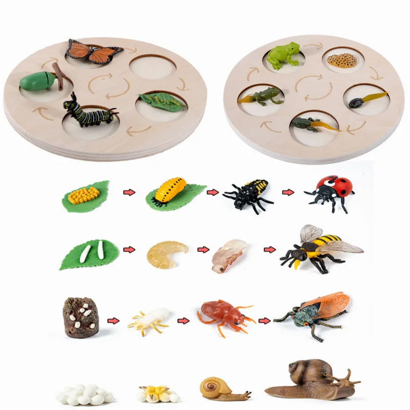 

Animal insect Life Cycle Board Sets Lifestyles Stages Baby Montessori Science Education Kids Tools Educational Open-ended Toys