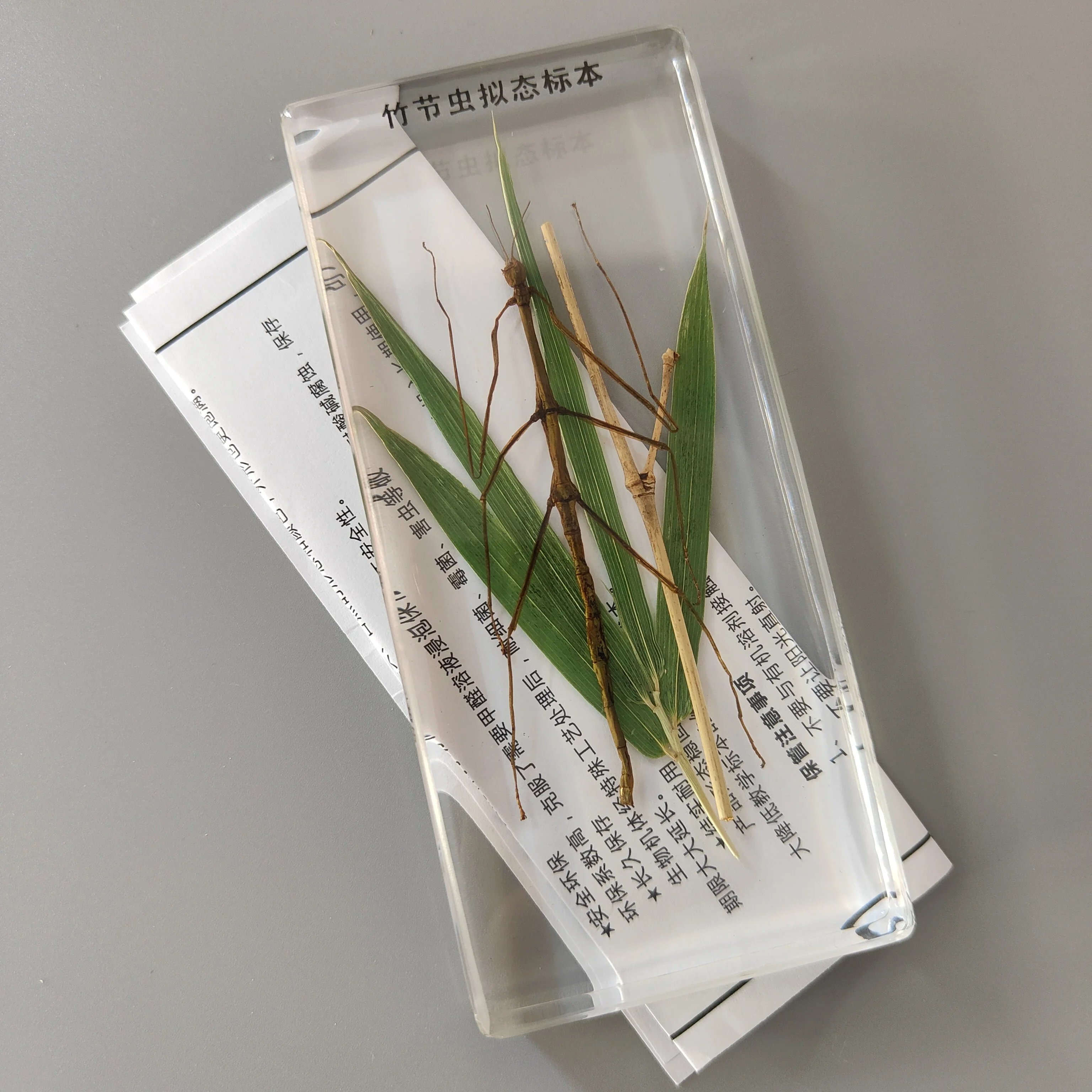 29 новых искусственных образцов смолы лопатка жук саранча краб пчела муравей паук