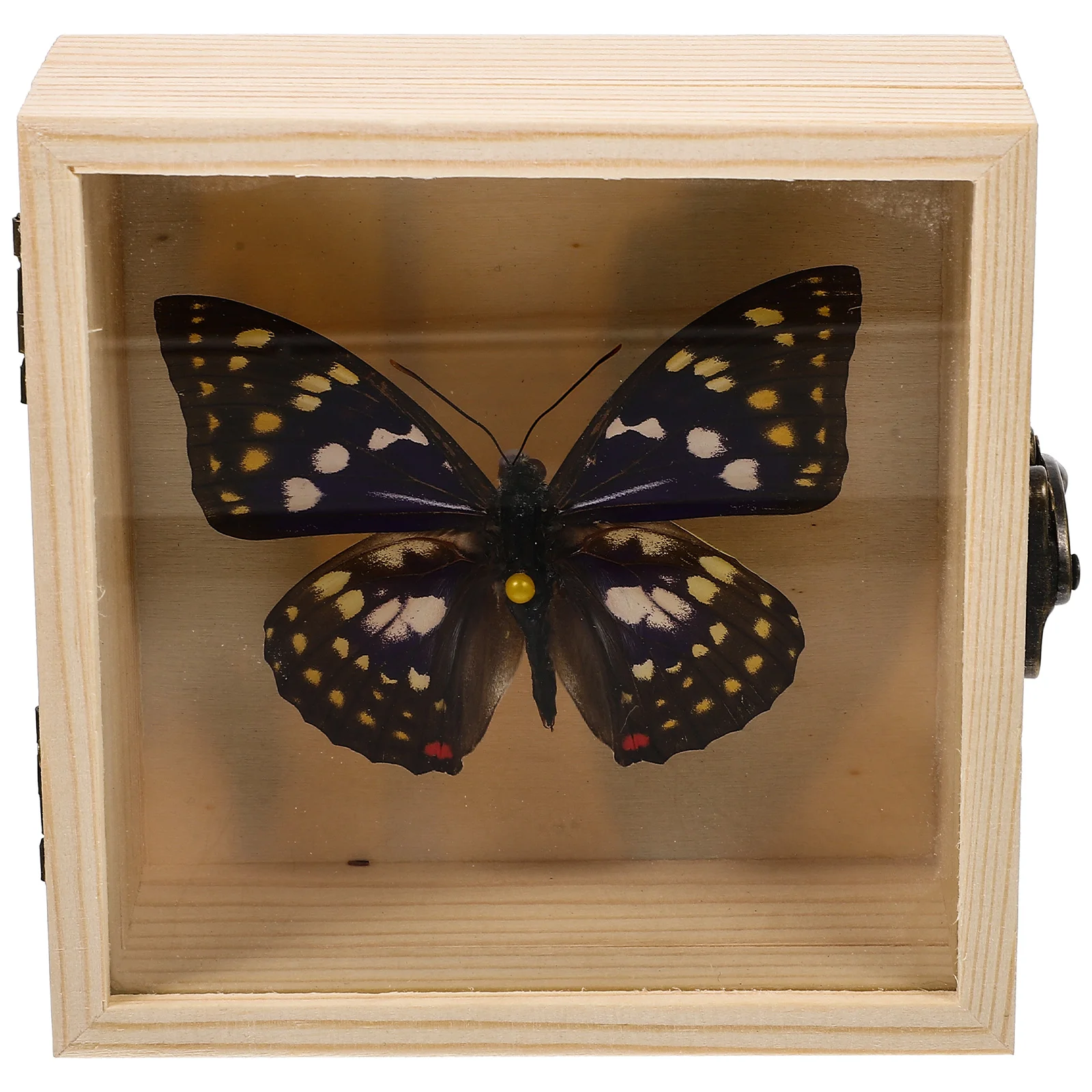 

Specimen Frame Display Taxidermy Framed Hanging Collection Wall Decor Bugs Preserved Craft Photos Ornament School Real