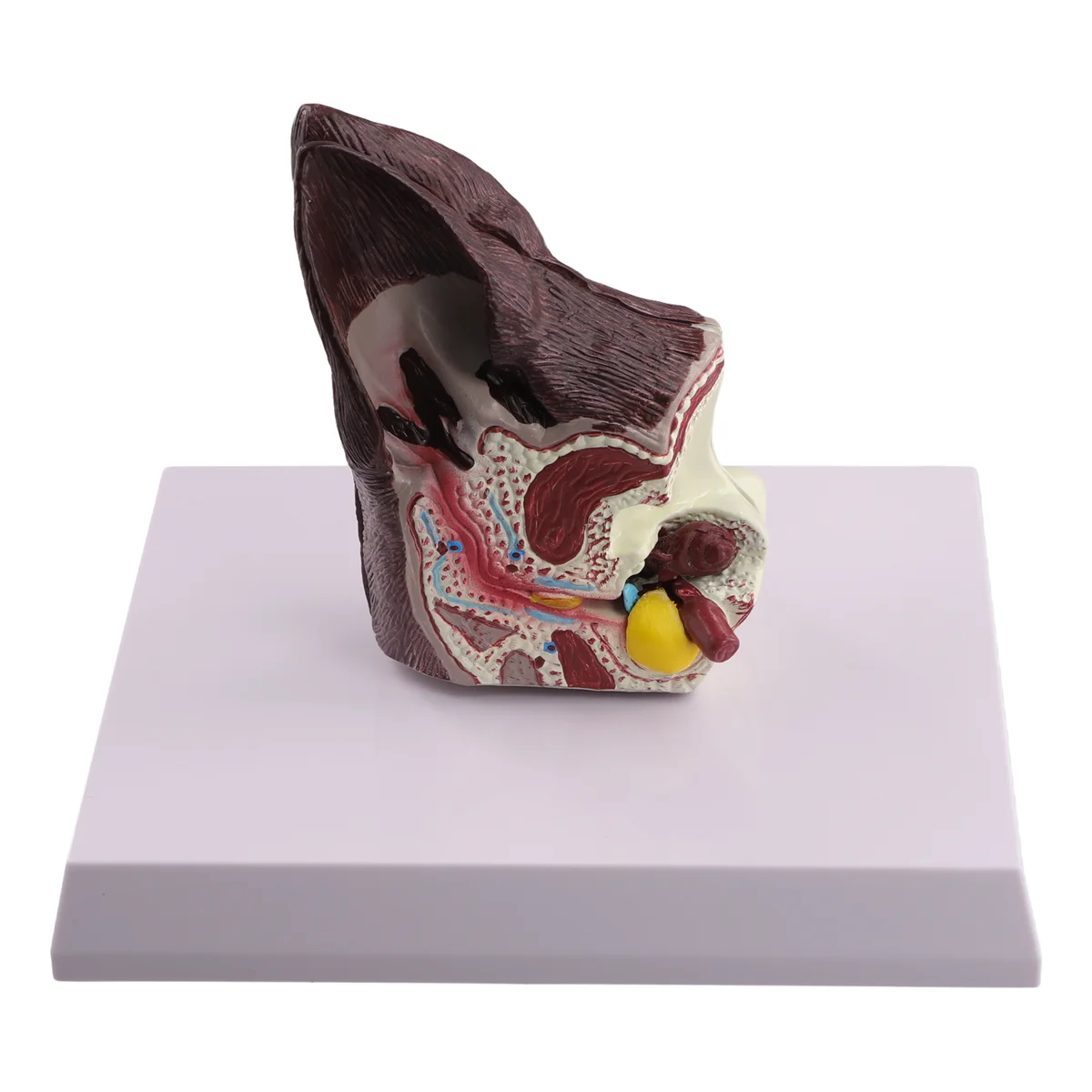 Собачье ухо модель анатомии животных ветеринарная наука вспомогательное