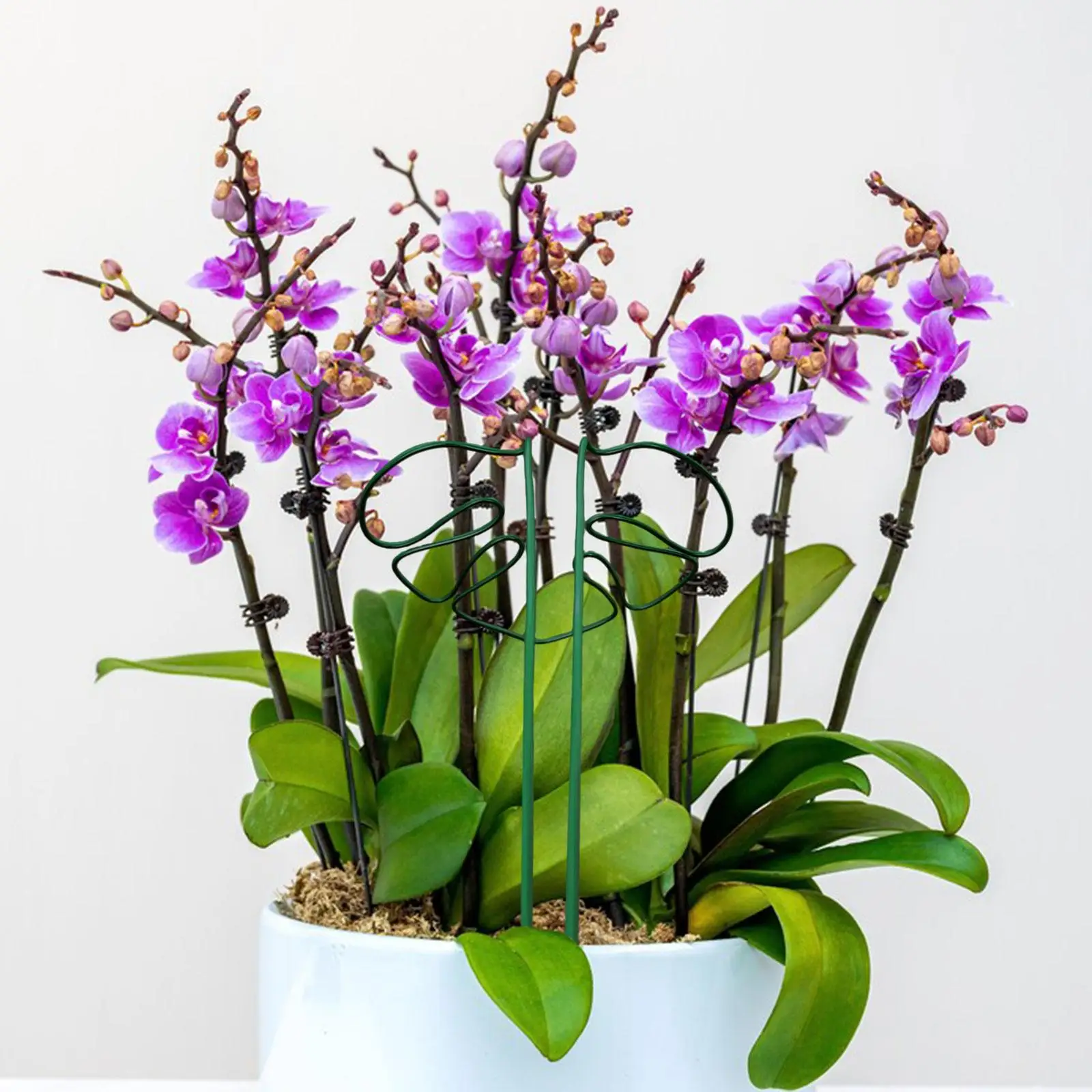 Кольцо для поддержки растений в форме монстеры сплав опорные клетки садовых ферм