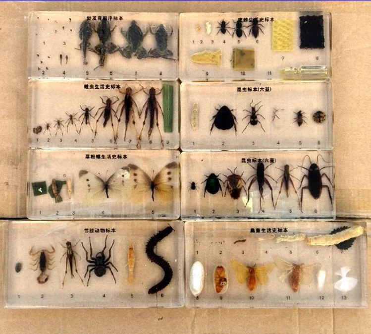 29 новых искусственных образцов смолы лопатка жук саранча краб пчела муравей паук