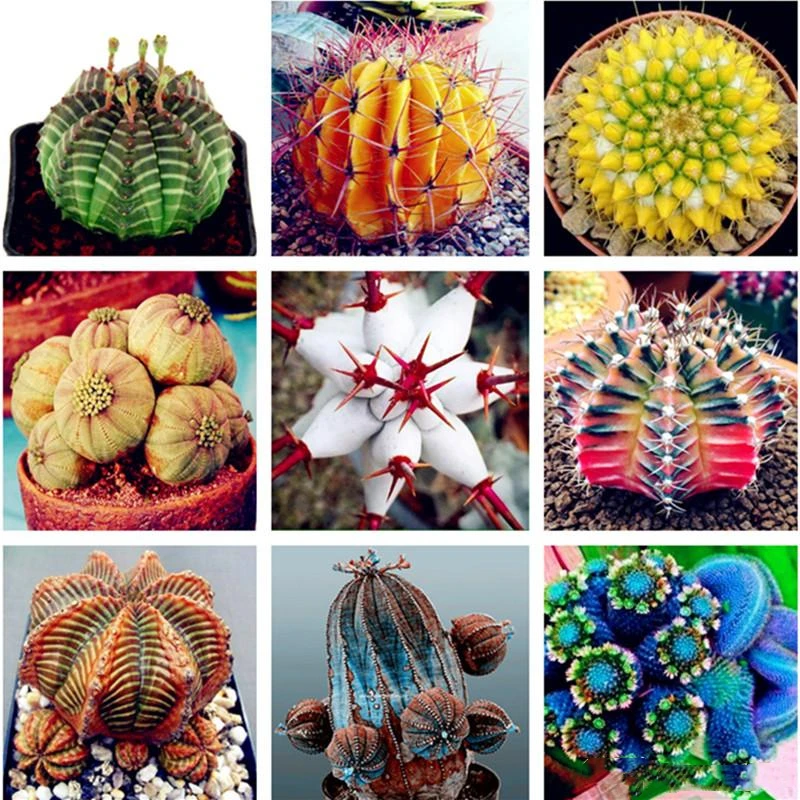 

50Pcs Succulent Seeds Flower Bathroom Cabinet Colorful Fragrant Euphorbia Obesa Plants Rare Cactus Wood Home Furniture W2B-K