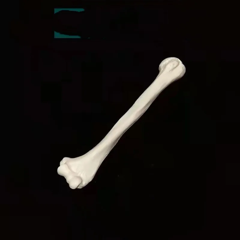 Humerus Femur голени бедра кости ключицы радиус Перона фибула человеческой