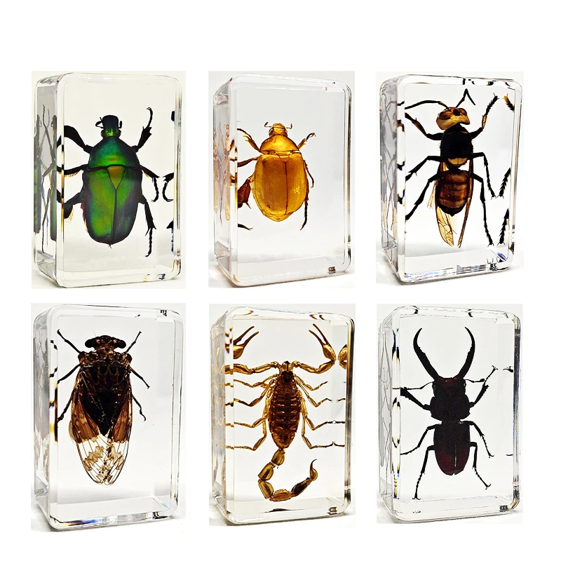 

Small Animal Real Insect Resin Real Insect Scarab Spider Beetle Specimen Flower Marine Plant Teaching Gift for Man Home Decor