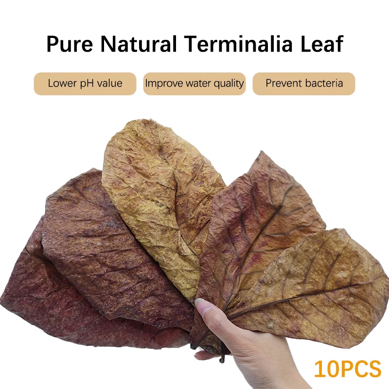 

10PCS Natural Terminalia Catappa Foetida Leaf Cleaning Aquarium Tank Lower PH Inhibit Bacteria Fish Treatments