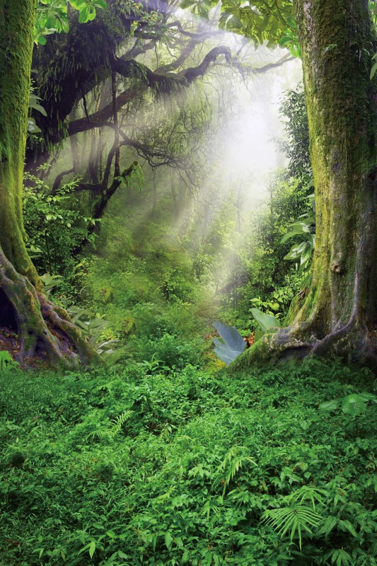 Laeacco детский душ задний фон цветы Бабочка боке сказочный лес гриб ребенок