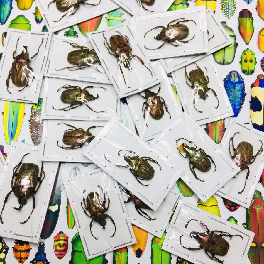 Образцы A/настоящее насекомое множество видов мокрых насекомых с бесконечной