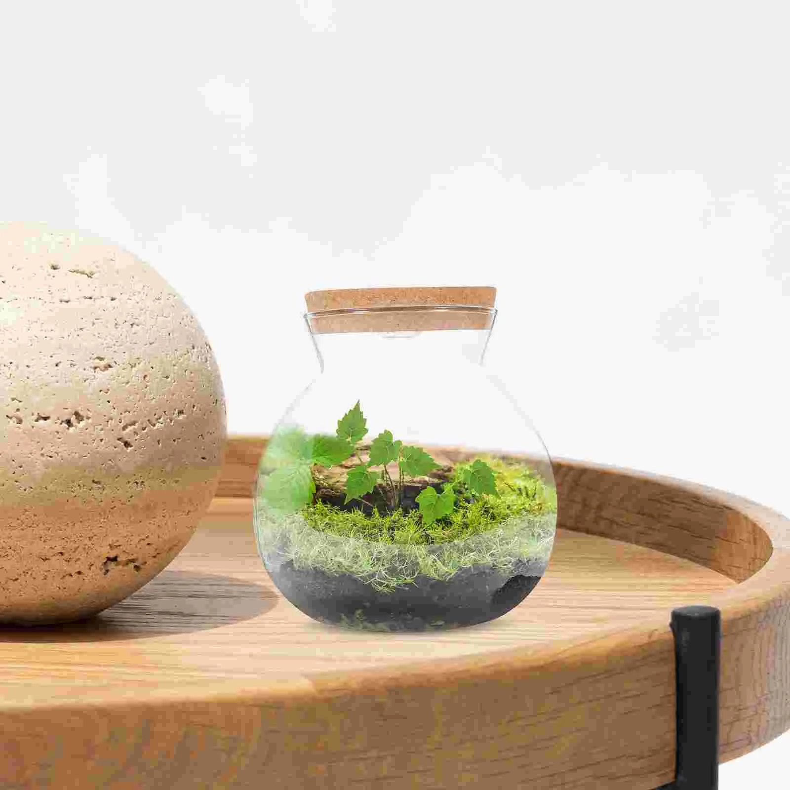 Фотография Детской бутылки ваза с горлышком фотография гидропонный Террариум