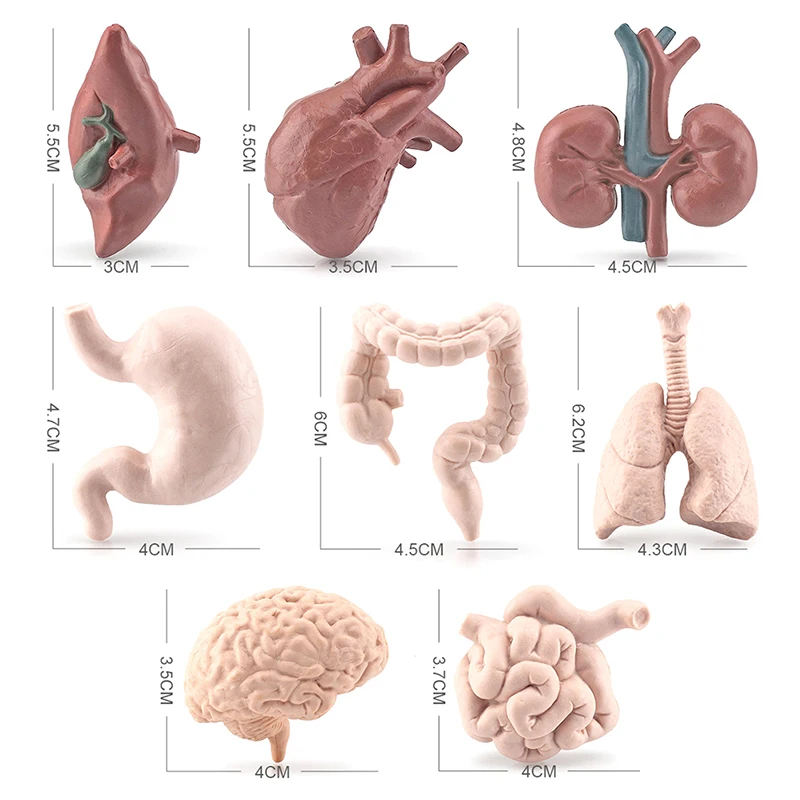 

8Pcs Simulation Human Torso Body Organ Miniature Anatomy Organs Model Brain Heart Figurines Children Montessori Cognitive Toys