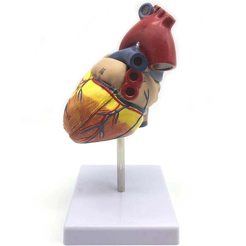 

1: 1 Human Heart Model, Anatomically Accurate Heart Model & 1.5 Times Human Ear Anatomy Model Showing Organs