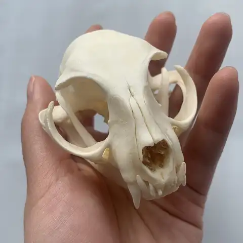 Череп кота