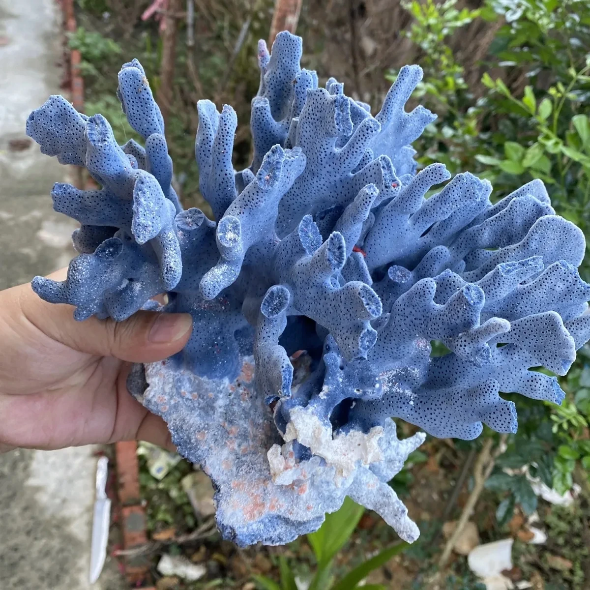 Coral Jade Natural Blue Coral Conch Shell Diy Home Furnishing Aquarium Landscaping Decoration Collection Of Ornaments