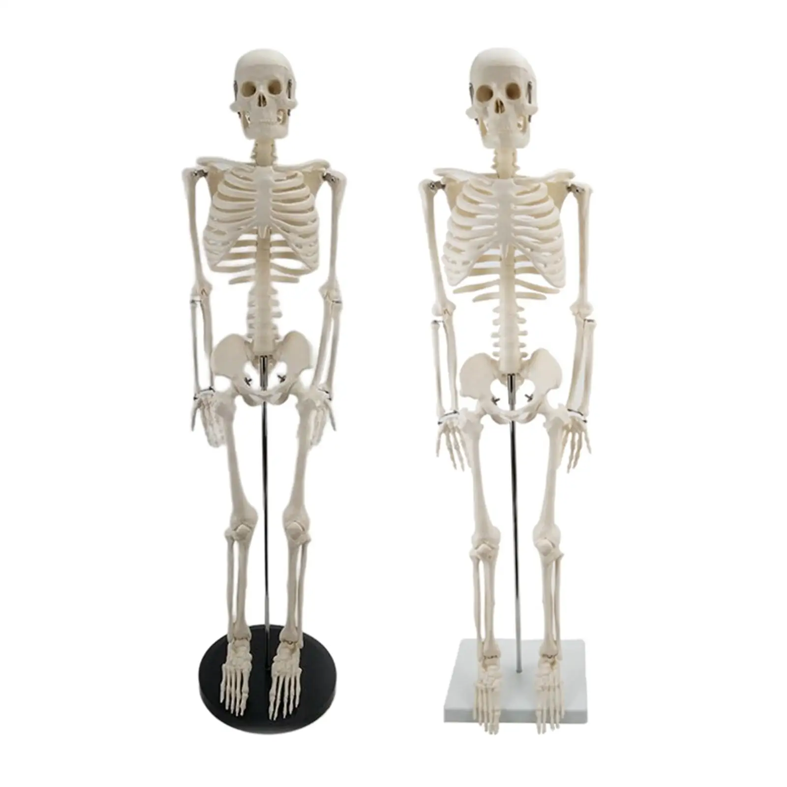 Model, with Display Stand, Anatomy Spine Model ,  Classroom