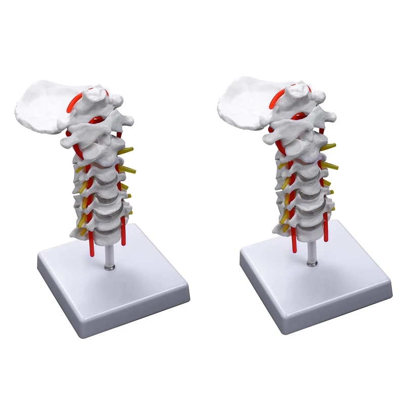 

GTBL 2X Cervical Vertebra Arteria Spine Spinal Nerves Anatomical Model Anatomy For Science Classroom Study Teaching Model