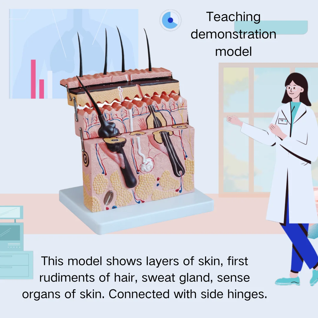 Увеличенная модель секции уровня кожи медицинские научные принадлежности
