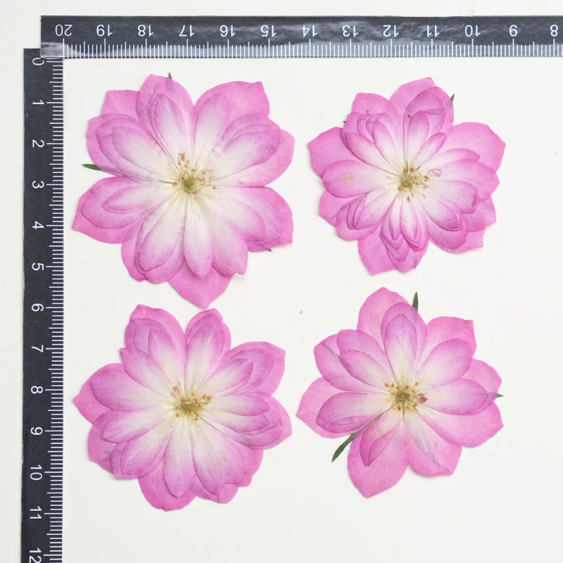 

Сухой цветок розы в форме лотоса NYAConfetti 6 шт.