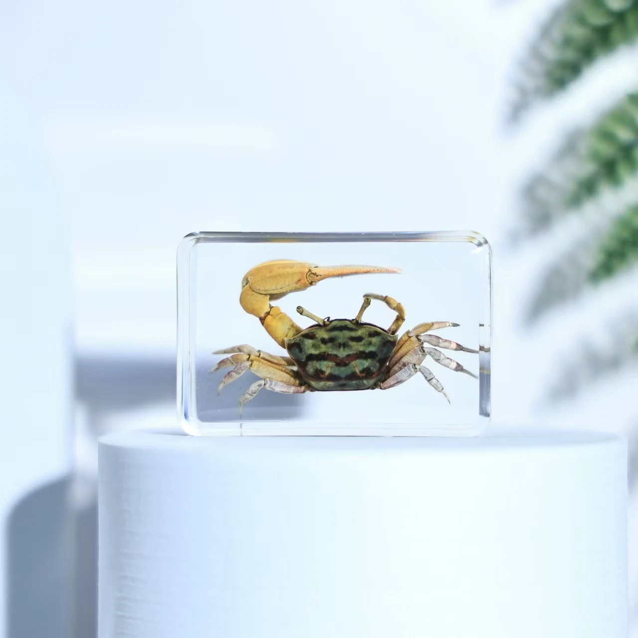 

Образцы морских обитателей из эпоксидной смолы