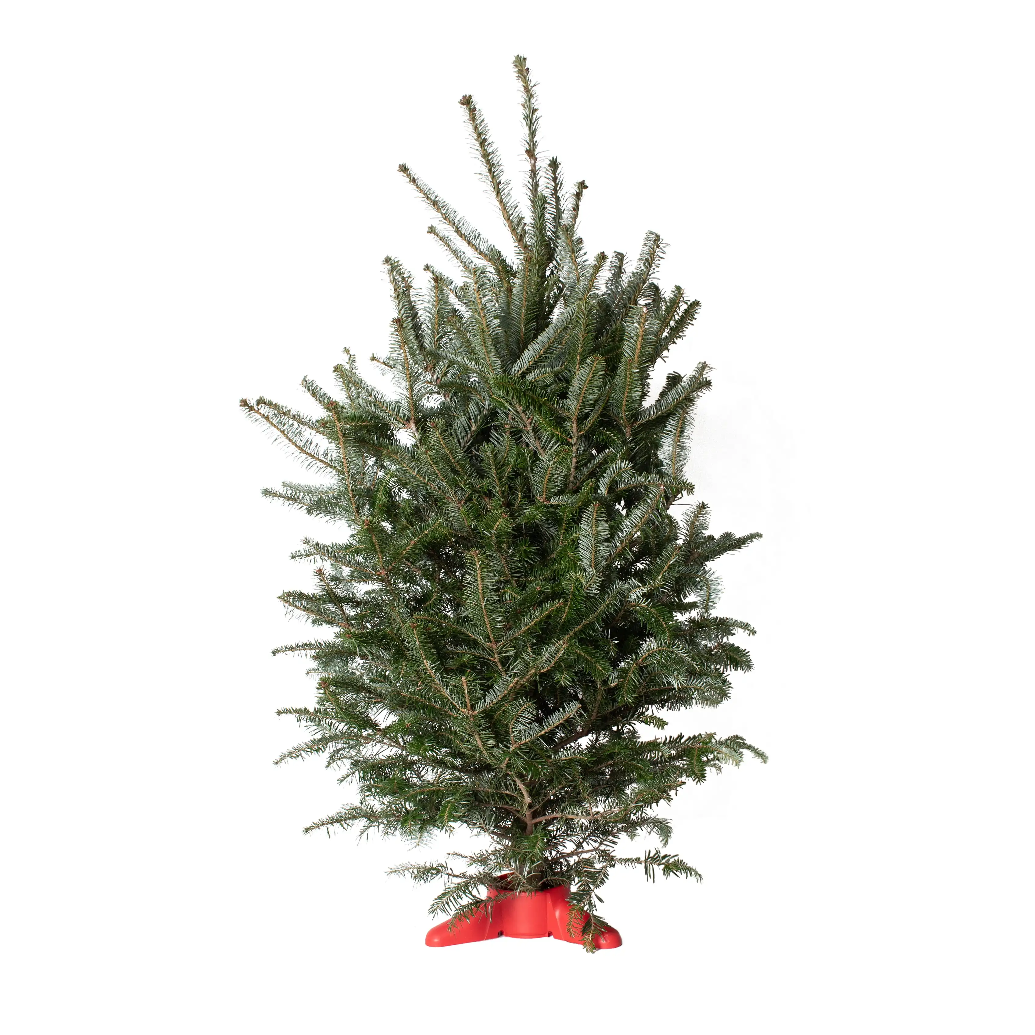

National Plant Network Real Fraser Fir 32" to 42" Tall Fresh Cut Table Top Christmas Tree with Stand