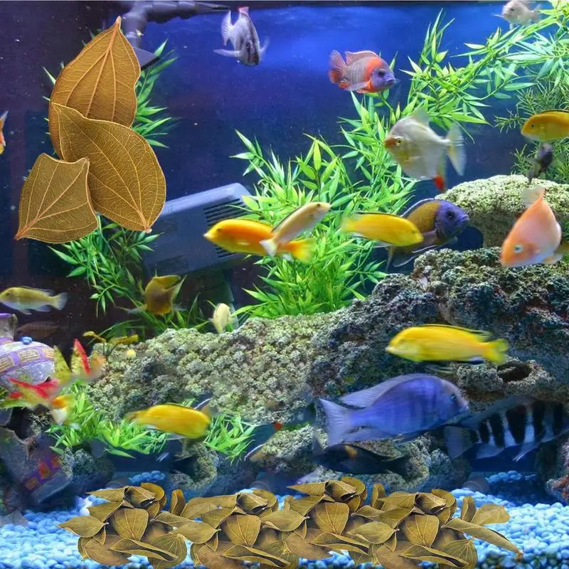 Аквариумные листья Декор 30 шт. Quinoa для аквариума Betta аквариумные 1 97-дюйма сырые