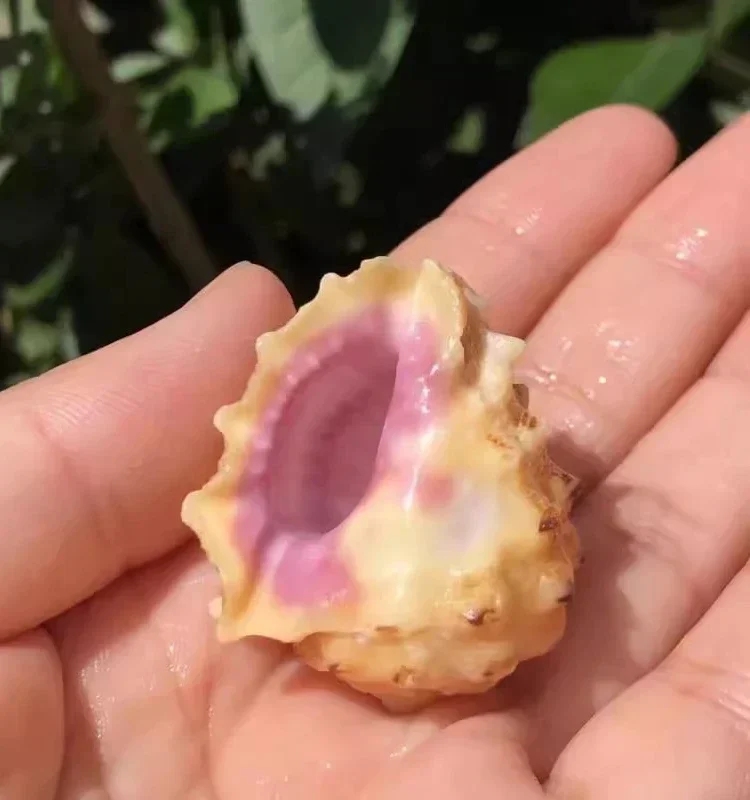 Ракушка розовый рот скала улитка фиолетовый образец улитки аквариумное