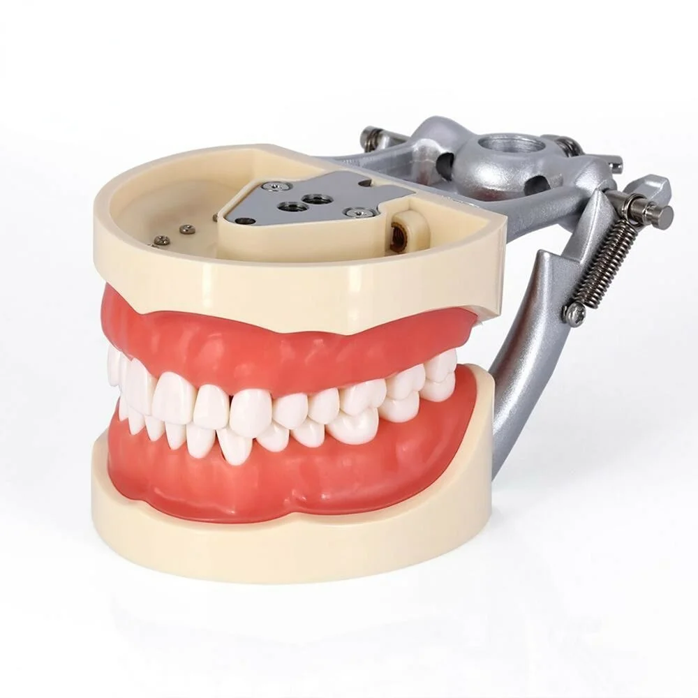 

Dental Typodont Teeth Model With Removable Teeth fit Kilgore NISSIN 200 Type M8012 32PCS Teeth