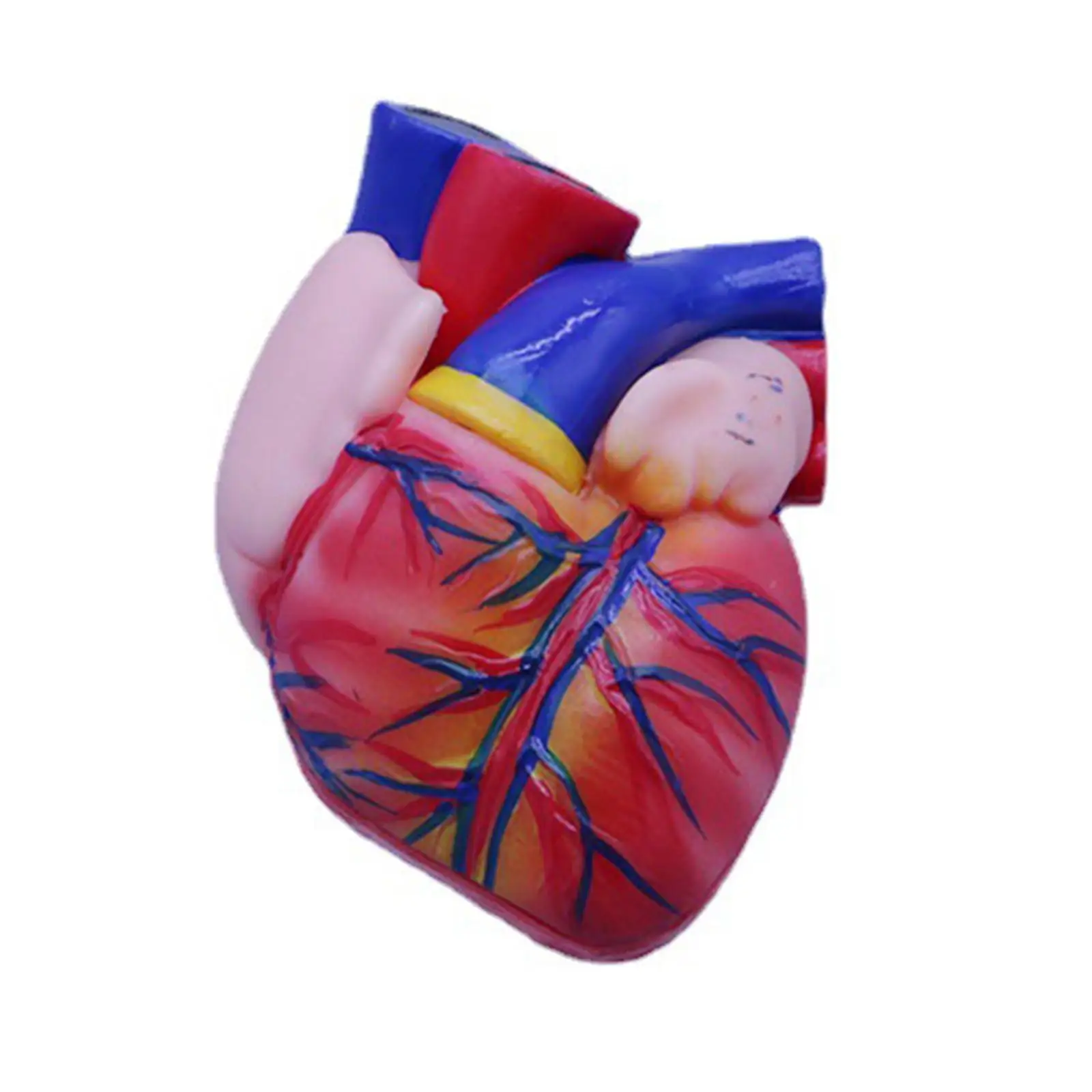 

Human Heart Anatomy Model Education Professional Life Size Human Heart Structure Model for Research Biology Studying Exhibition