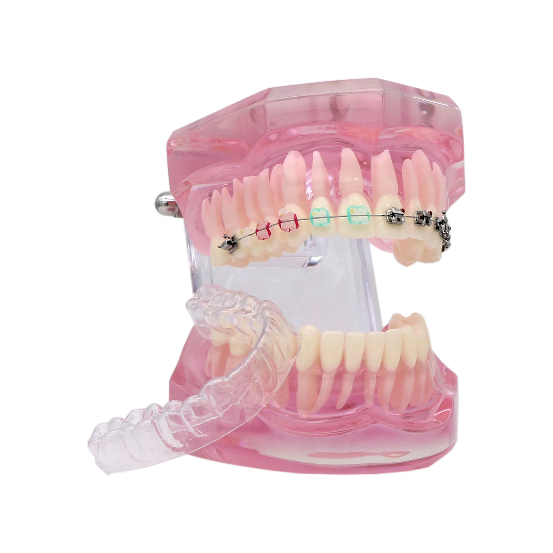 Dental Orthodontic Teeth Model Metal Ceramic Self-ligating Bracket Buccal Tube #3012
