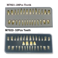 dental 11 adult permanent teeth model typodont study teach upper lower 28 pcs box dentist practice mold
