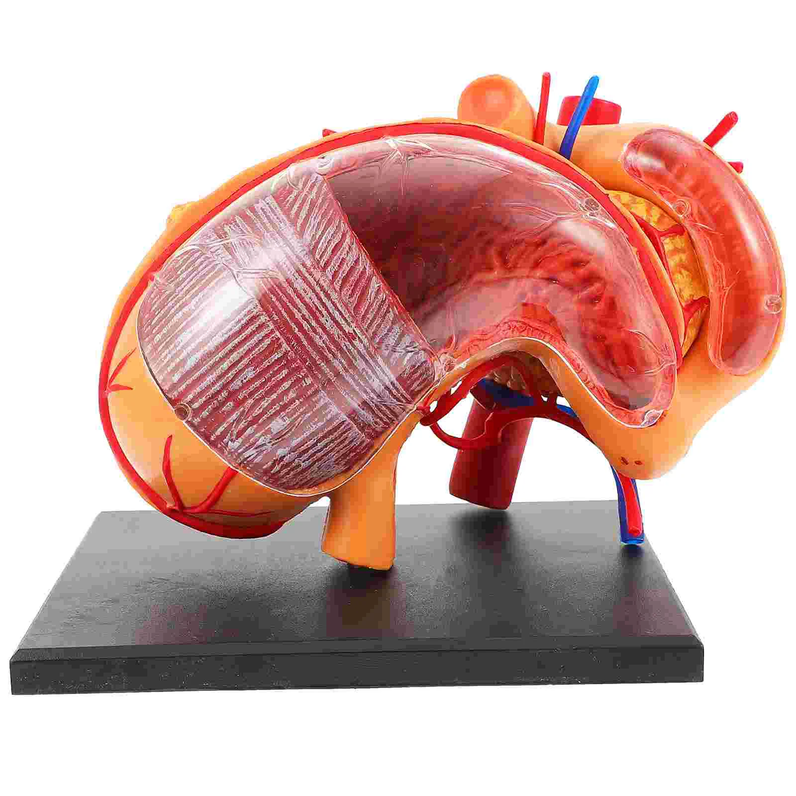 

Organ Anatomy Model Teaching Supply Aid Sciences Biological Stomach Anatomical Kids Mannequin