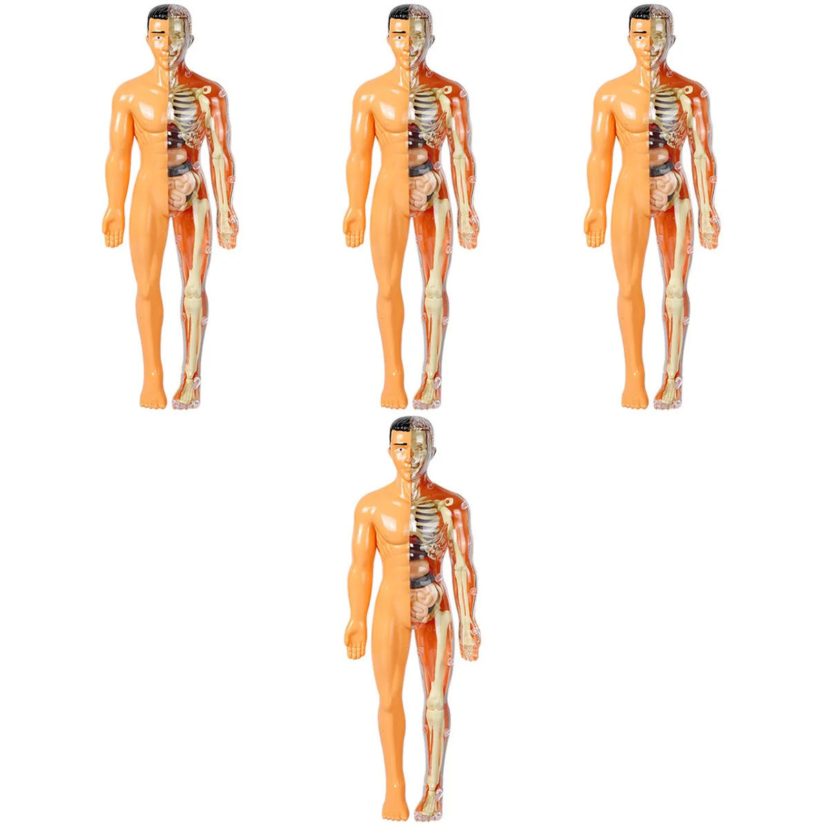 

Set 4 Toy Human Organ Model Body Kids Science Kits Age 10-12 8-10 Anatomy Dissection Child