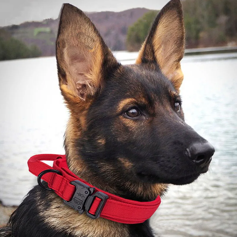 

Tactical Collar for Dogs, Latge Leash, Medium and Large Dogs, Pug Things, Accessories, Medium and Large