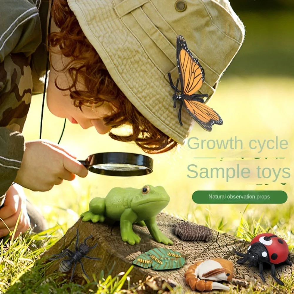 Новые детские игрушки модель цикла роста креативные Обучающие пособия фигурка