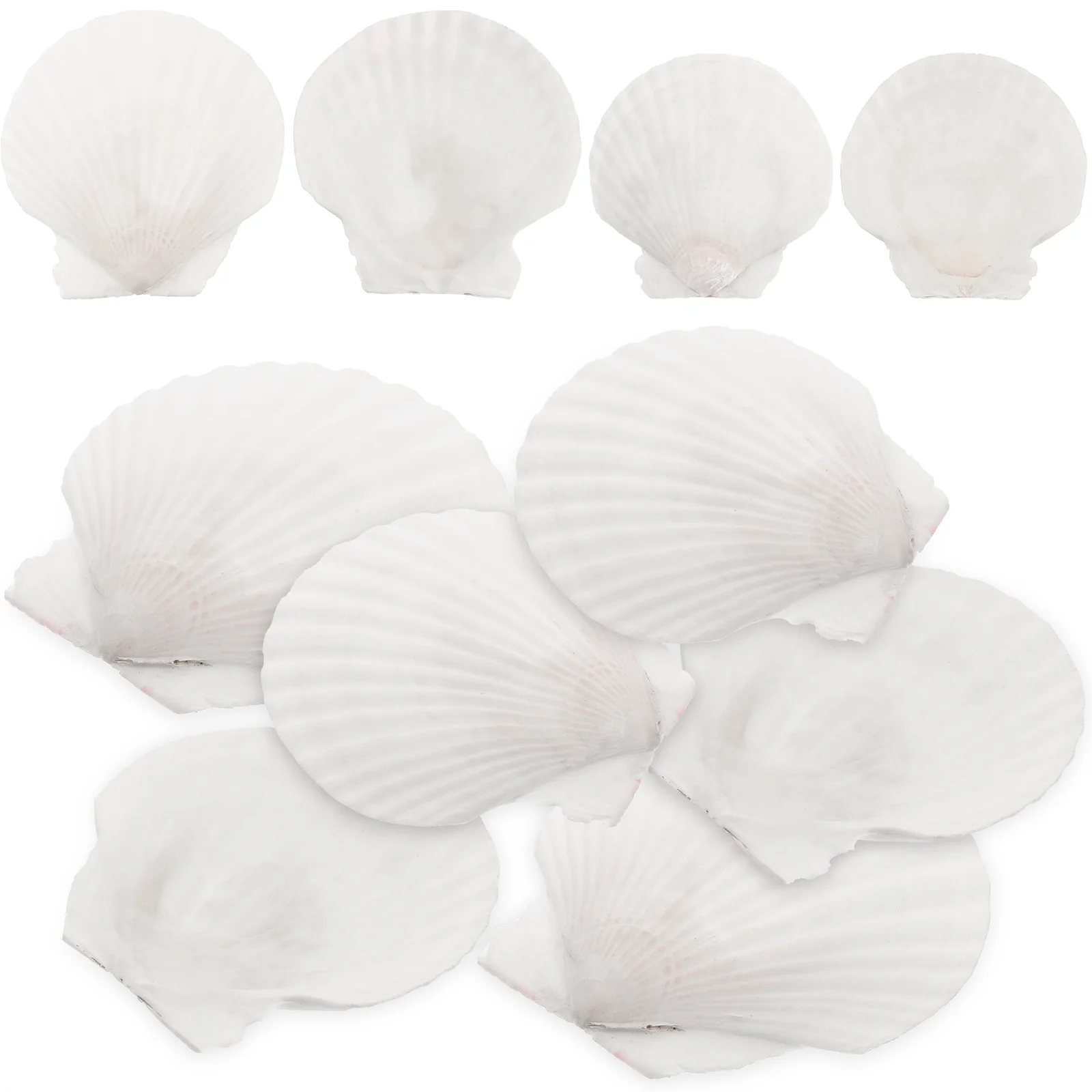 

Shell Shellscrafts Seashells Natural Scallops Decor Tanknautical Sea Conch Ornament Diy Christmas Scallop Decorations Adornment