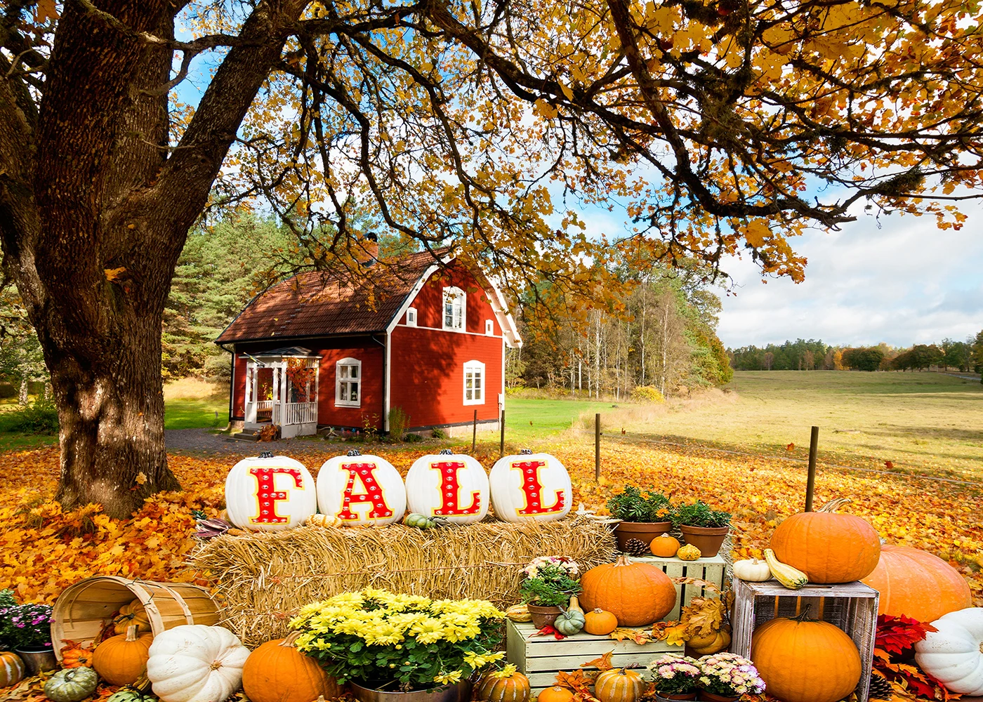 

Fall Farm Backdrop for Photography Autumn Pumpkin Harvest Thanksgiving Hay Maple Leaves Background Decorations Portrait Studio