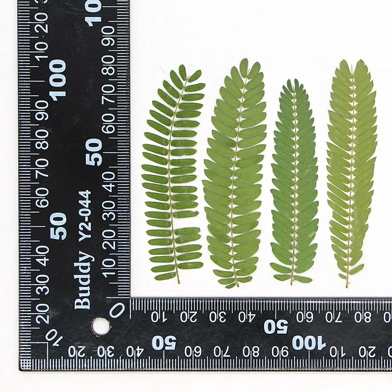 

60pcs Pressed Dried Albizzia julibrissin Leaf Flower Herbarium Resin Epoxy Jewelry Card Bookmark Frame Phone Case Makeup Lamp