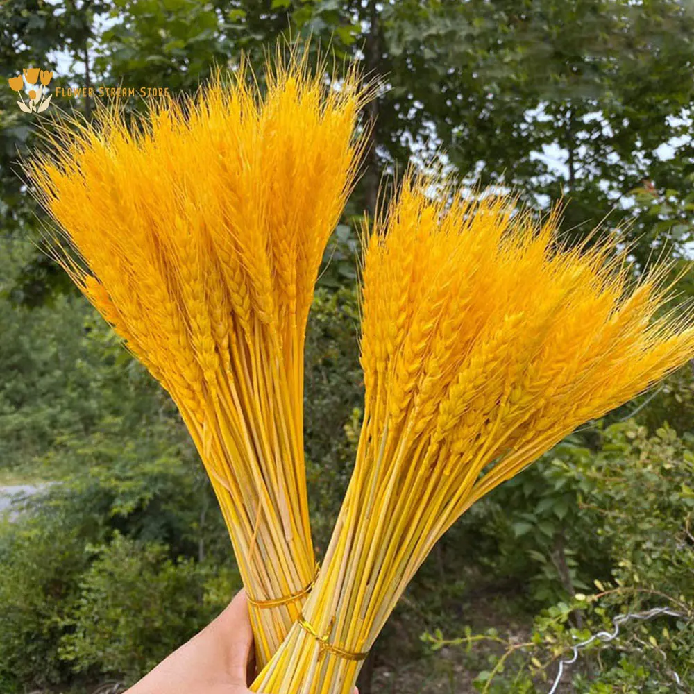 

100Pcs Dried Natural Plants Wheat Bouquet for Wedding Accessories Autumn Deco Ear of Wheat Bohemian Chic Decoration Accessories