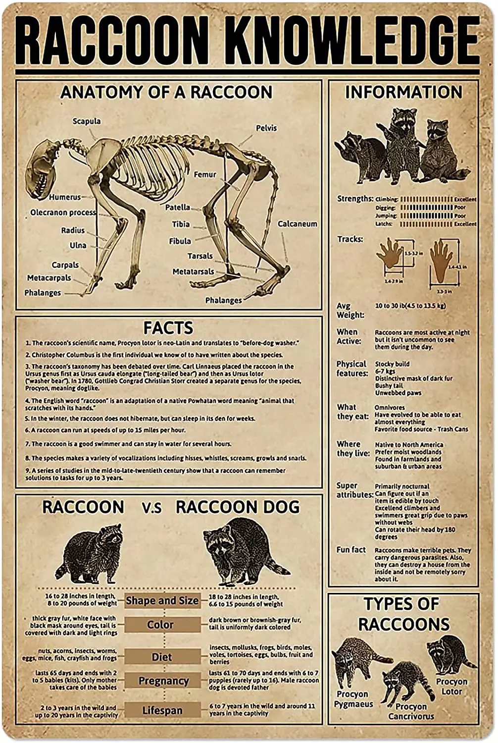 

Raccoon Knowledge Metal Signs Animal Anatomy Infographic Posters Wall Decor Farm Decor Home Decor Plaque 12x16 Inches