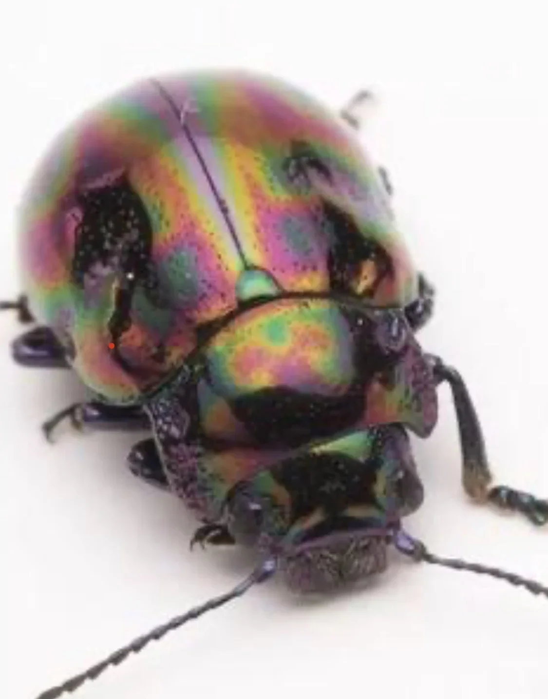 Карабиды, настоящие образцы насекомых, коллекция жуков, насекомое A1, домашний декор, коллекция хобби, обучающее наблюдение клим а жуков инцидент покет проза