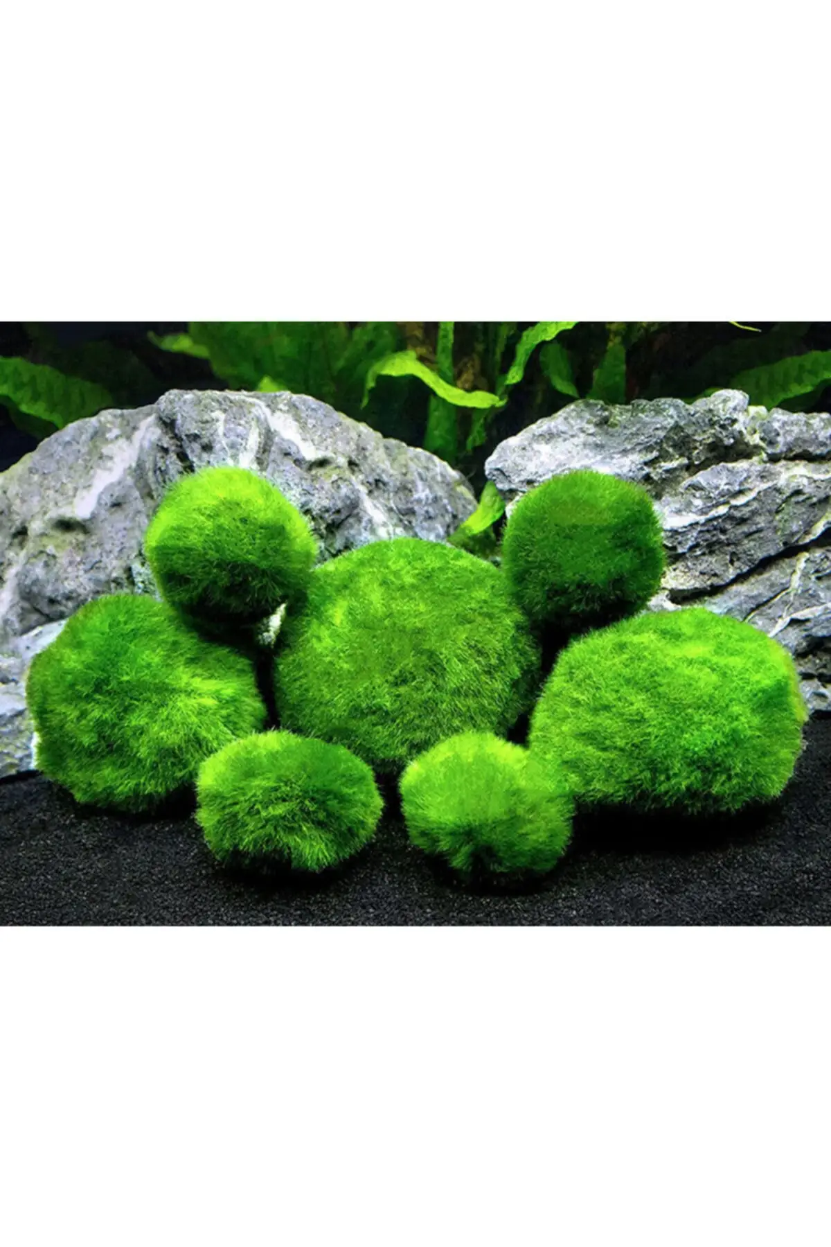 

Шанс мох Marimo Ball 2 3 см