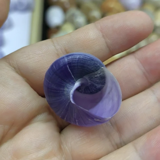 Ракушки фиолетовые в верхней части 2 5-3 см