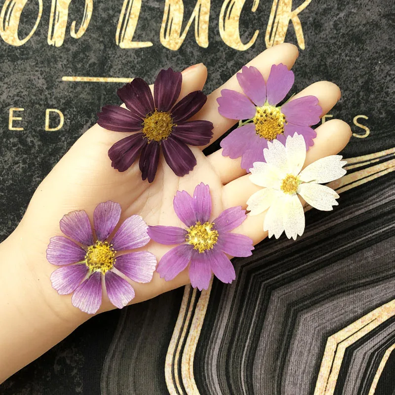 

50pcs Dried Pressed Natural Purple+White Cosmos Galsang Flower Plant Herbarium For Postcard Photo Frame Jewelry Bookmark Craft
