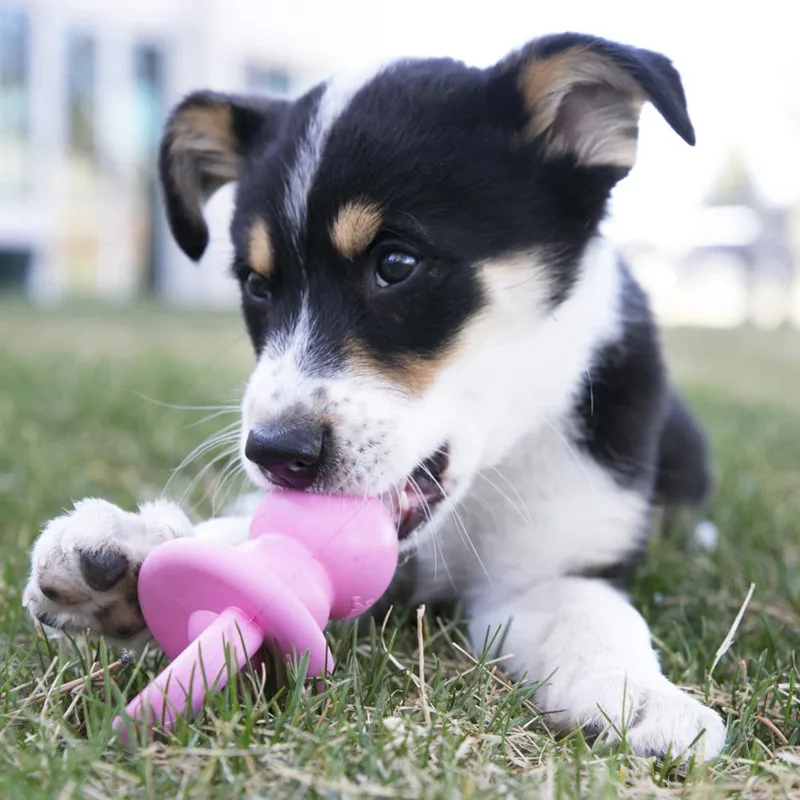 Фото KONG Puppy Binkie, цвет варьируется, размер S/M №4