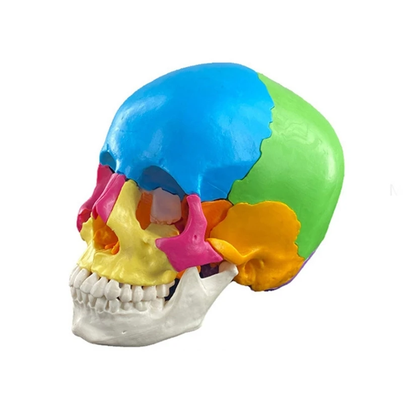 

Detachable 4D Disassembled Color Anatomy Skull Model Human Organs Learning Tool