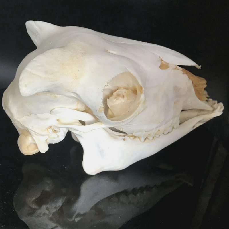 1 шт. имеют угол Ram череп Овцы черепом Ovis aries короткое маленькое из шифона и