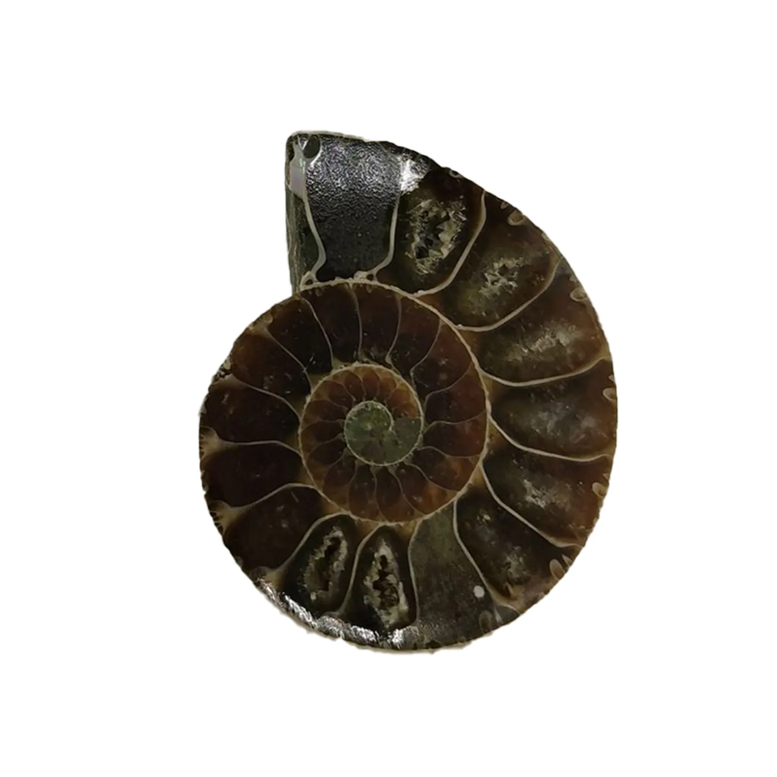 

Натуральный аммоннит в винтажном стиле, спиральная оболочка для обучения странных камней, базовая палеонтология, наука, образование, лабораторные принадлежности