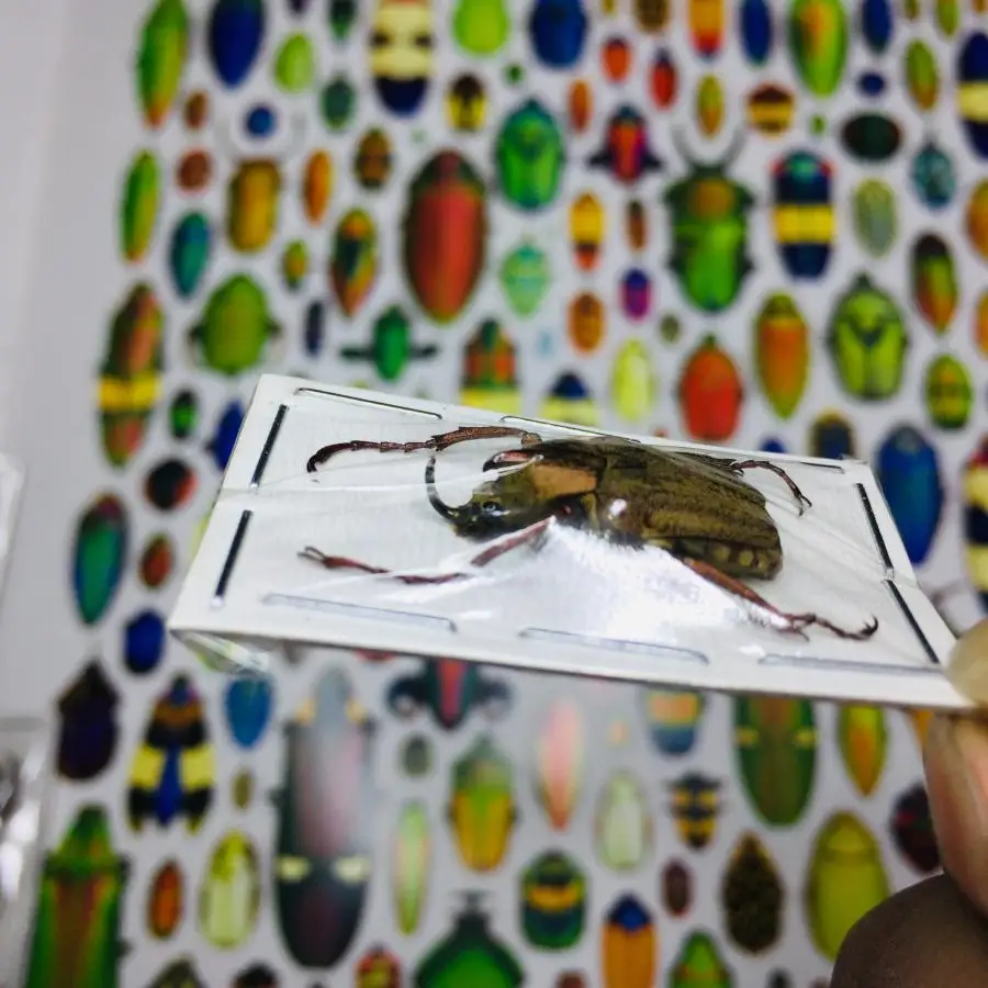 Образцы A/настоящее насекомое множество видов мокрых насекомых с бесконечной