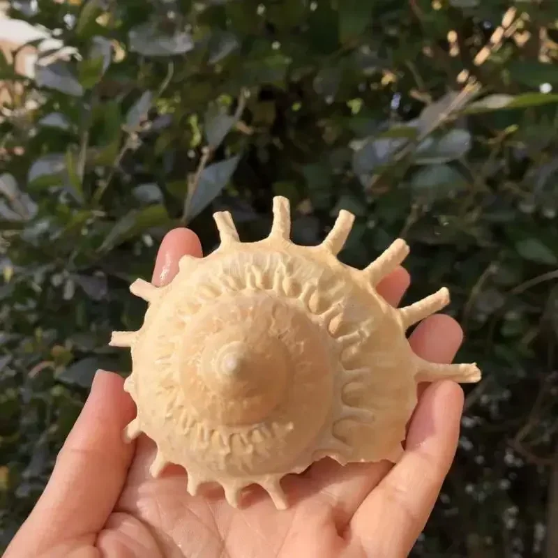 Натуральная ракушка сменная краба Hermit аквариум Aquascape украшение для дома