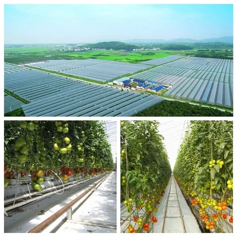 Ferrous Sulfate Gardening Fertilizer Prevents Yellow Leaves Suitable for All Kinds of Plants To Increase Soil Acidity | Дом и сад