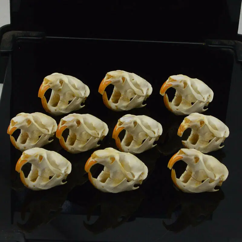 

1pcs,5pcs,10pcs Ondatra zibethicus Muskrat skull real bone skeleton biology taxidermy